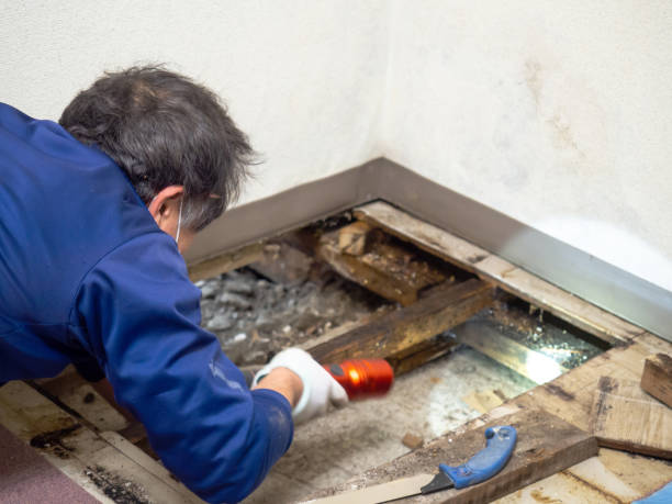 Best Industrial Mold Remediation in Kings Park, VA