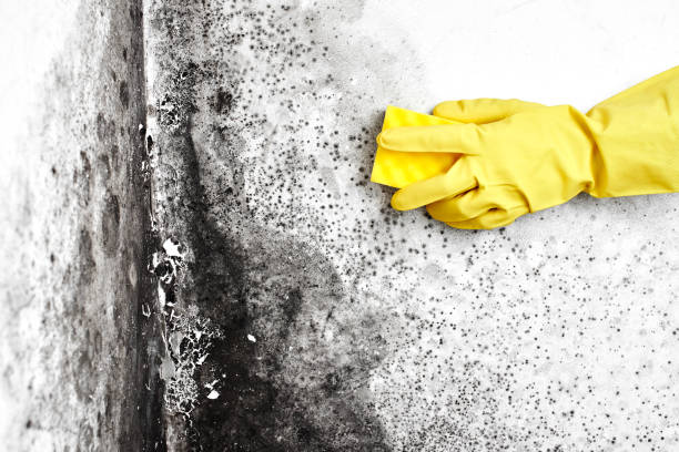 Best Industrial Mold Remediation in Kings Park, VA