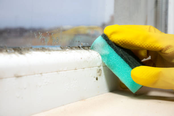 Best Residential Mold Remediation in Kings Park, VA