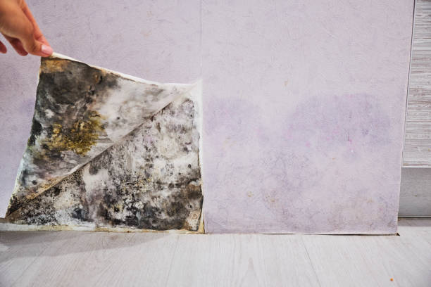 Best DIY Mold Remediation Support Services in Kings Park, VA